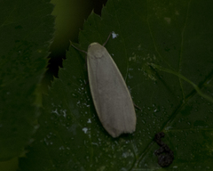 Eilema griseola