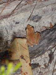 Litoria nigrofrenata