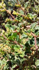 Hermannia multiflora