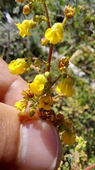 Hermannia multiflora