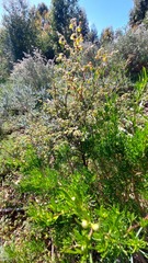 Hermannia multiflora