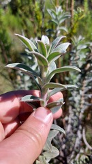 Podalyria sericea