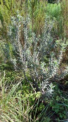 Podalyria sericea