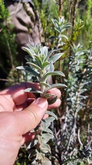 Podalyria sericea