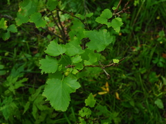 Ribes mandshuricum