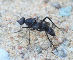 Acraspisa