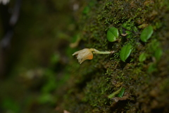 Porpax karikouyensis