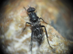 Acraspisa