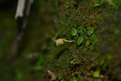 Porpax karikouyensis