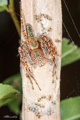 Hamadruas hieroglyphica