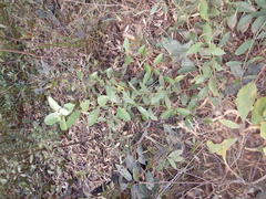 Coelospermum decipiens