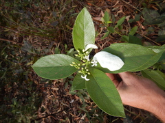 Coelospermum decipiens