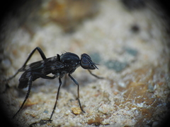 Acraspisa