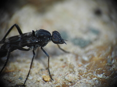 Acraspisa