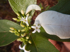 Coelospermum decipiens