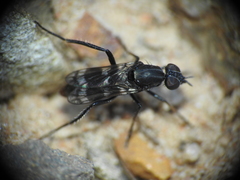 Acraspisa