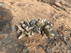 Hartmanthus pergamentaceus