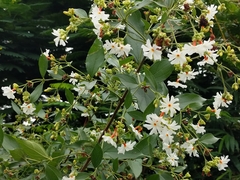 Nyctanthes arbor-tristis