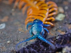 Scolopendra dehaani