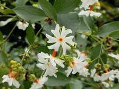 Nyctanthes arbor-tristis