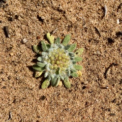 Chthonocephalus pseudevax