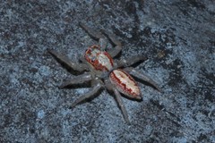 Cytaea alburna