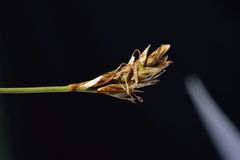 Carex curvula
