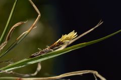 Carex myosuroides