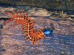 Scolopendra dehaani
