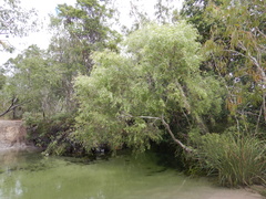 Leptospermum madidum