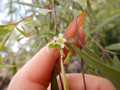 Leptospermum madidum