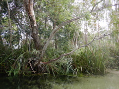 Leptospermum madidum