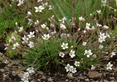 Minuartia recurva