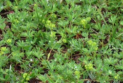 Alchemilla pentaphyllea