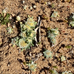 Chthonocephalus pseudevax