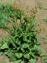 Rumex arifolius