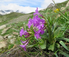 Primula latifolia