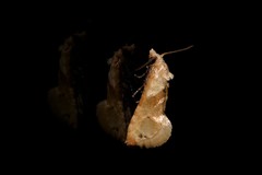 Eupoecilia acrographa