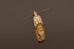 Eupoecilia acrographa