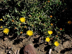 Malephora crassa
