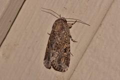 Spodoptera umbraculata