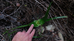 Colchicum eucomoides