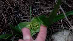 Colchicum eucomoides