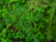 Angelica czernaevia