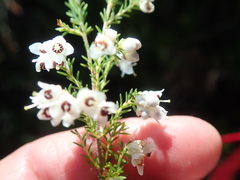 Erica floccifera