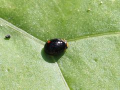 Hyperaspis campestris