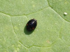 Hyperaspis campestris