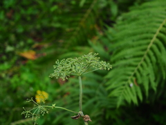 Angelica czernaevia