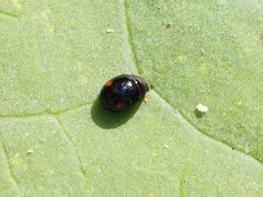 Hyperaspis campestris