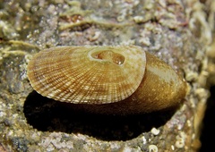 Macroschisma tasmaniae